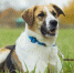 WOOF - Префектура ЗелАО