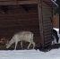 Лани бьются рогами за подстилку из еловой щепы (видео) - Zelenograd-News.Ru