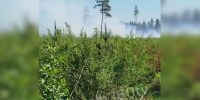 Налет дрона вызвал пожар в лесополосе между Зеленоградом и Алабушево - Netall.Ru