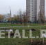 В День отца у Михайловского пруда высадили более 30 деревьев - Netall.Ru